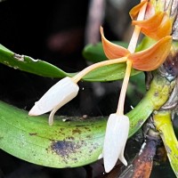 Cylindrolobus lindleyi (Thwaites) Ormerod & C.S.Kumar
